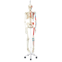 Human Skeleton 11
